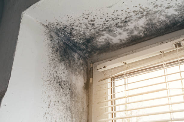 Affordable Black Mold Remediation solutions in Brookfield, NJ