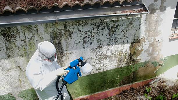 Top rated local Black Mold Remediation specialists in Brookfield, NJ